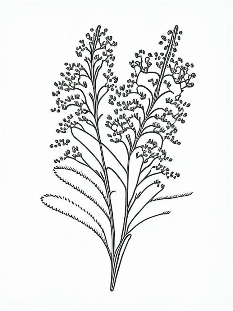 Shepherd S Purse Herb William Morris Inspired Line Drawing 1