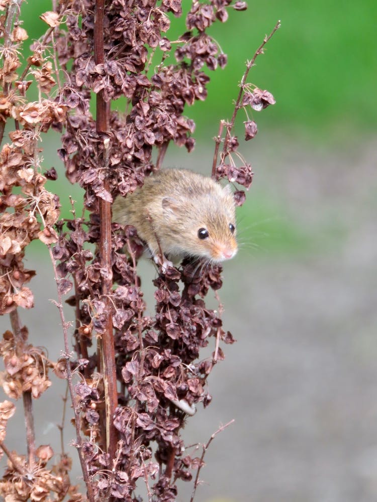 Field Mouse On A pink Plant