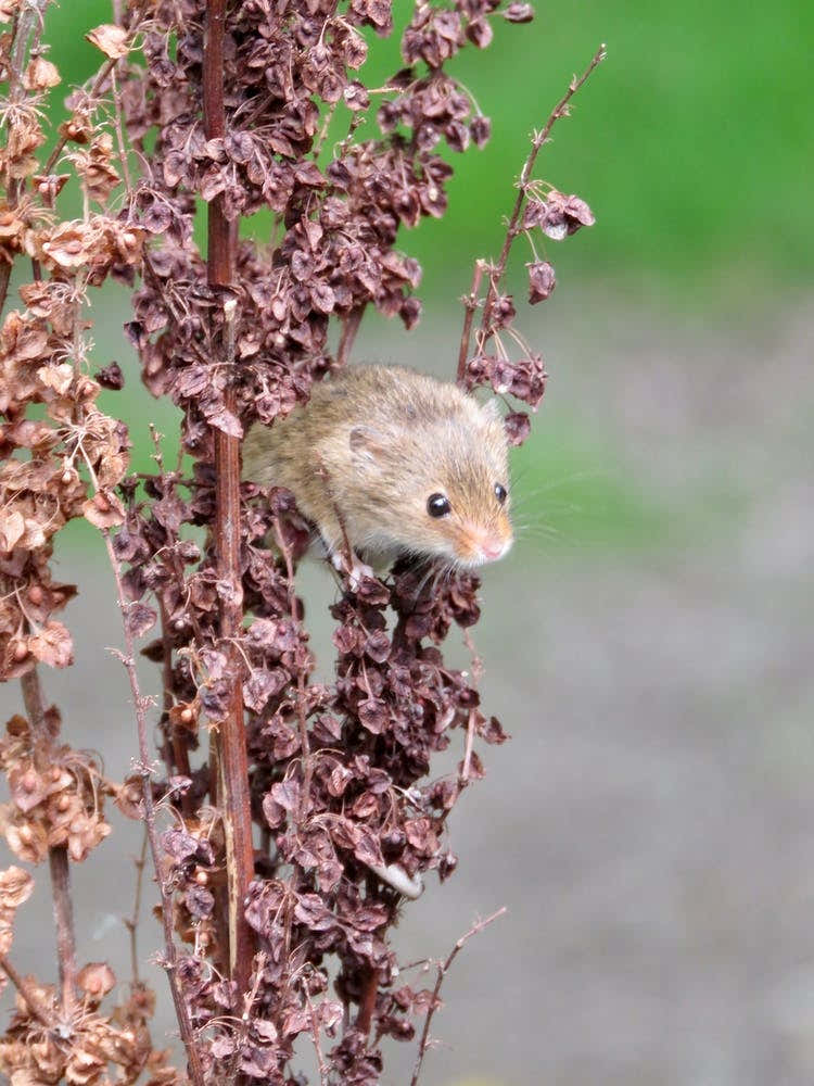 Field Mouse On A pink Plant