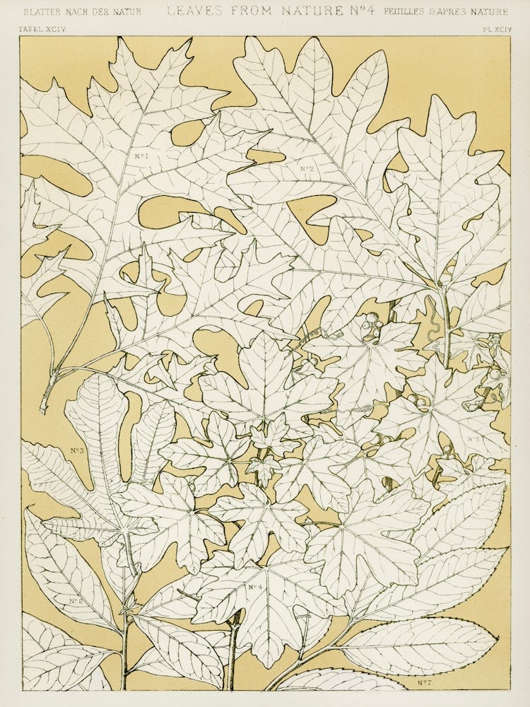 Vintage Pattern Illustration, Owen Jones