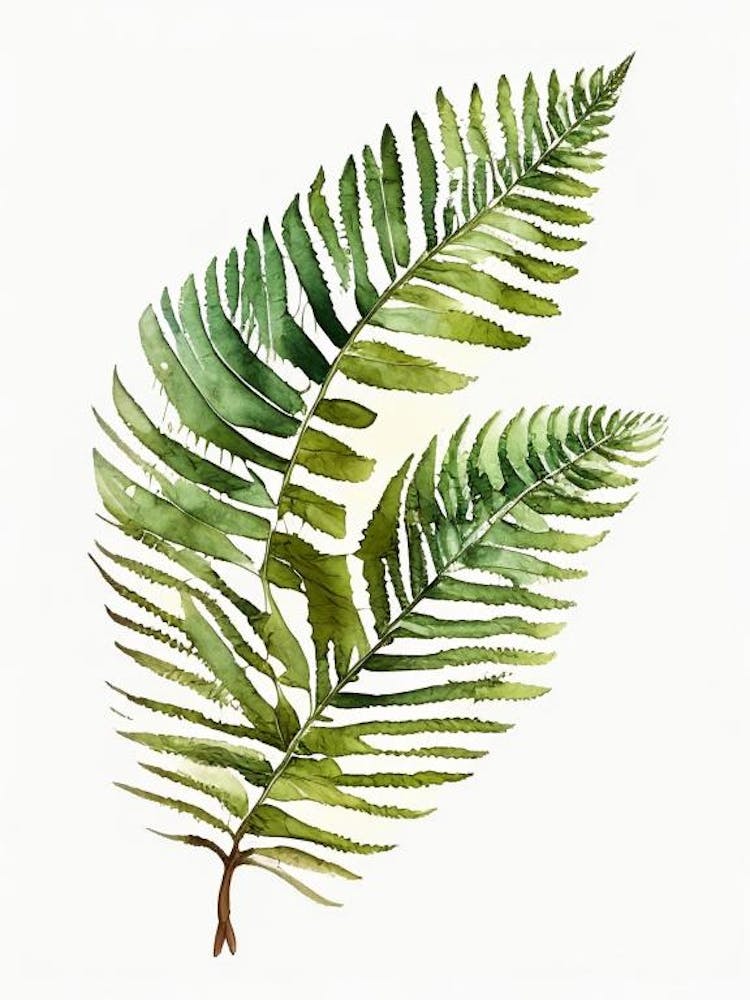 Leatherleaf Fern Watercolour