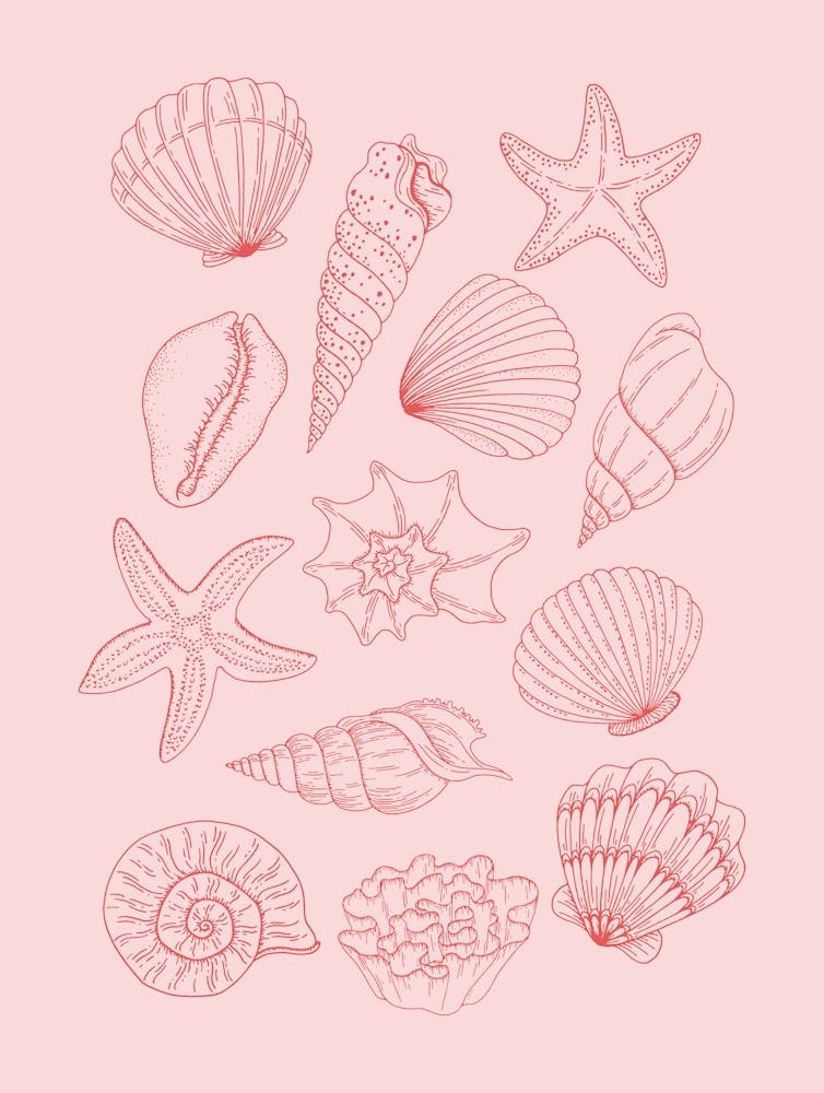 Pink Seashells