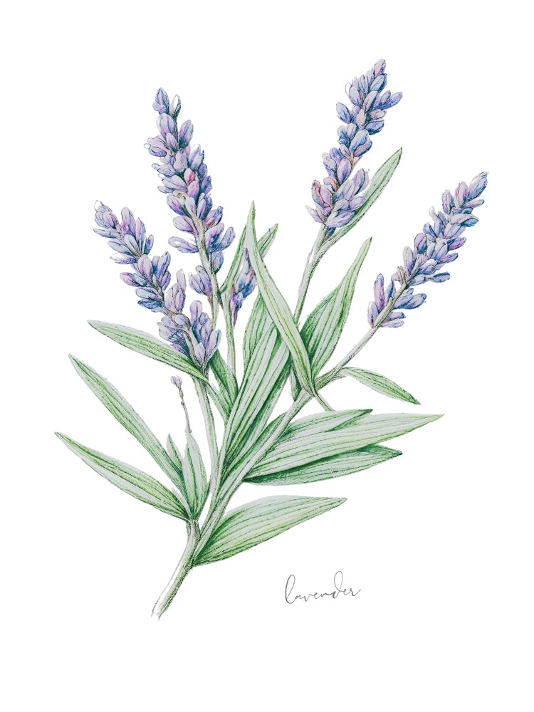 Lavender Herb Sprig - Botanical Wall Print Set | Floral Collection