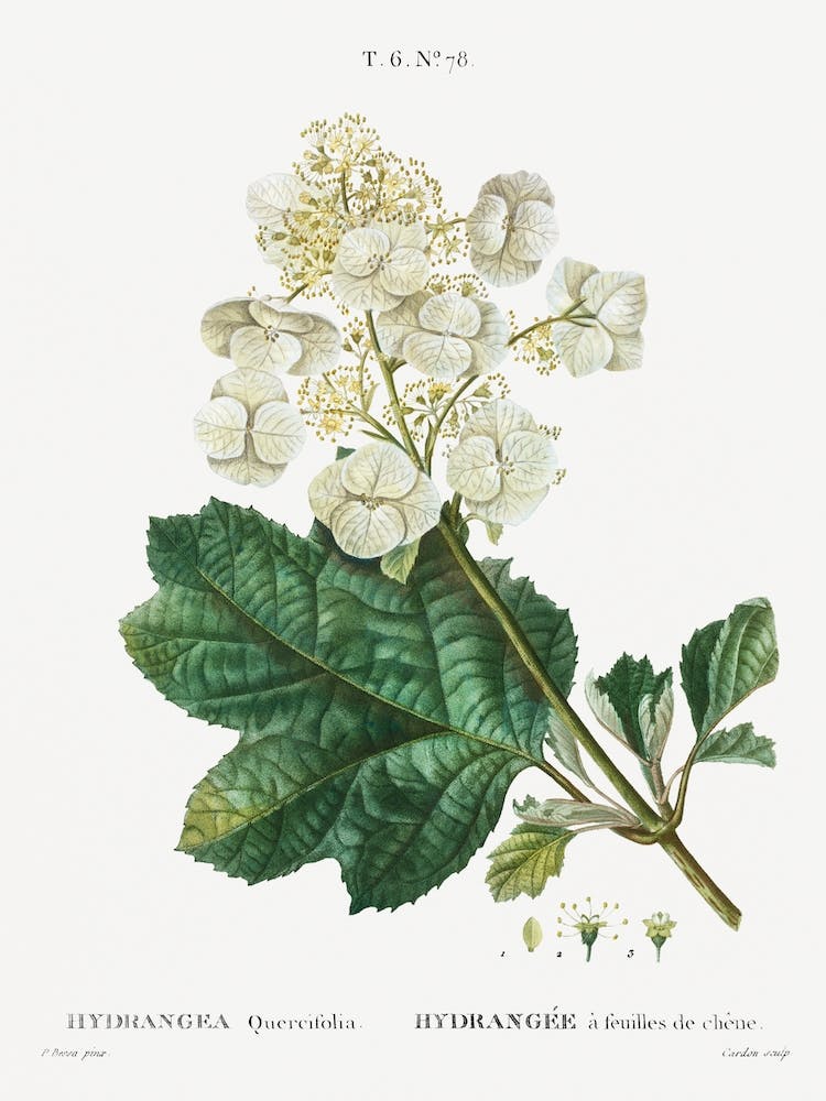 Oakleaf Hydrangea, Pierre Joseph Redoute