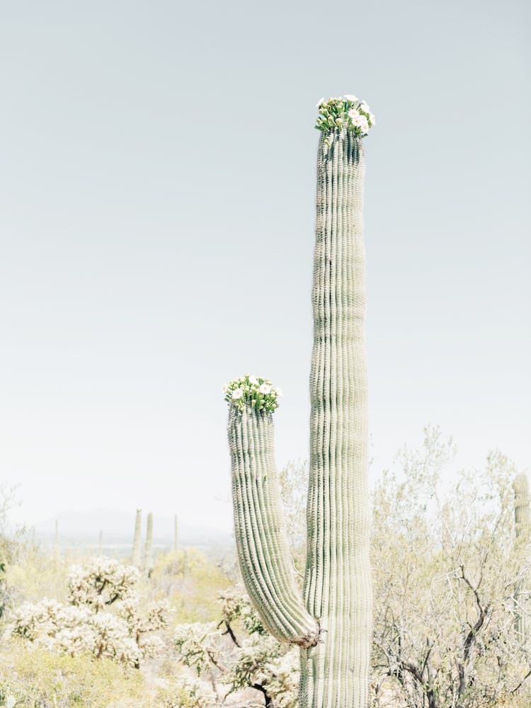 Blooming Saguaro