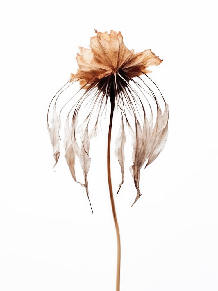 Dry Jelly Fish Flower