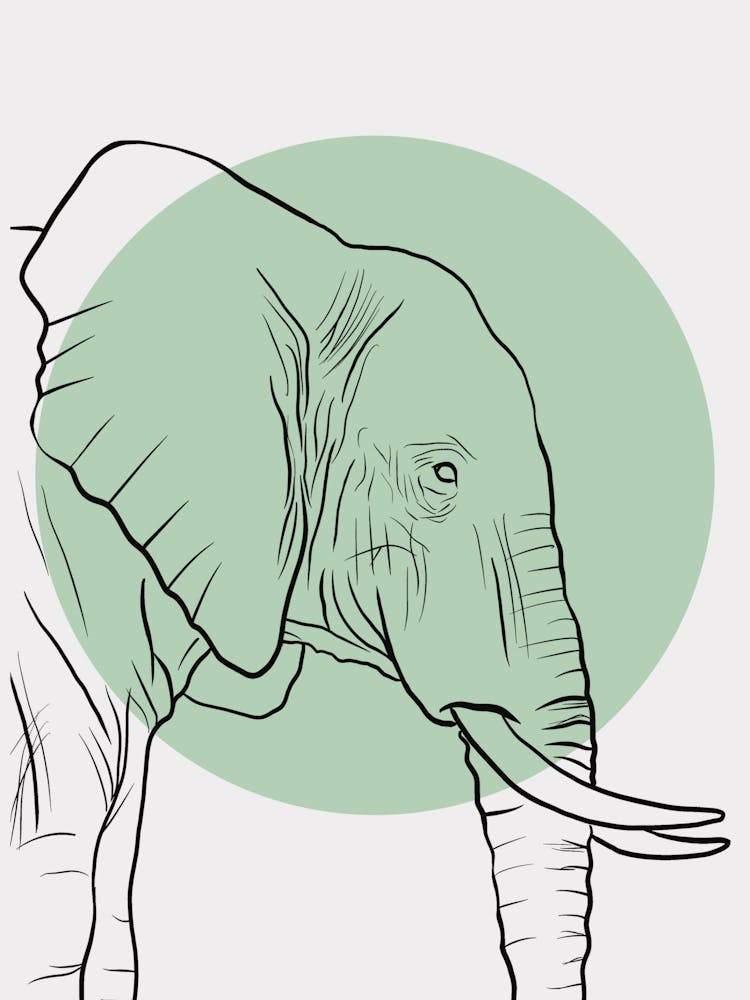 Elephant34