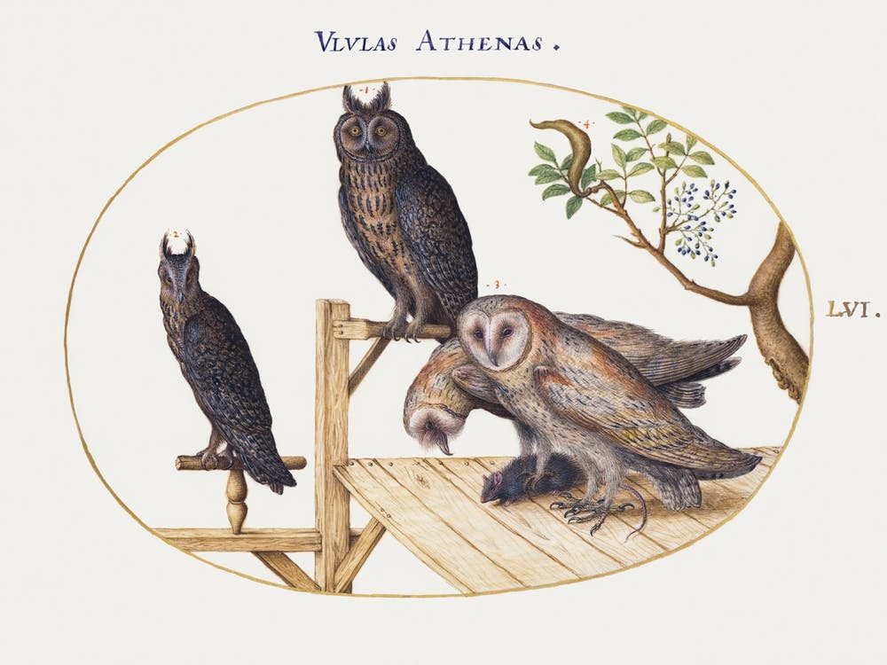 Schleiereulen mit einer Maus, Uhu und einer anderen Eule (1575–1580), Joris Hoefnagel