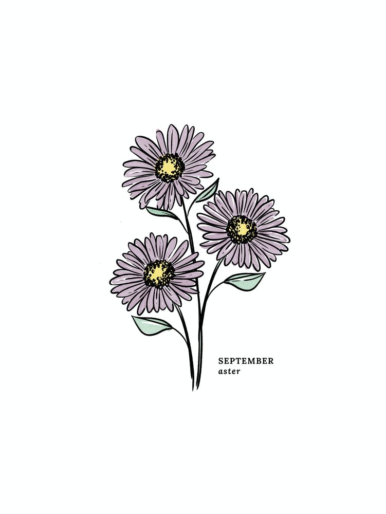 Sept Aster Birth Flower