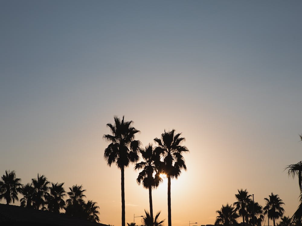 Silhouette Of Palm Trees At Sunset