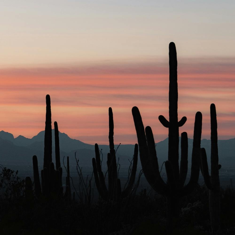 Pink Desert Sunset Square