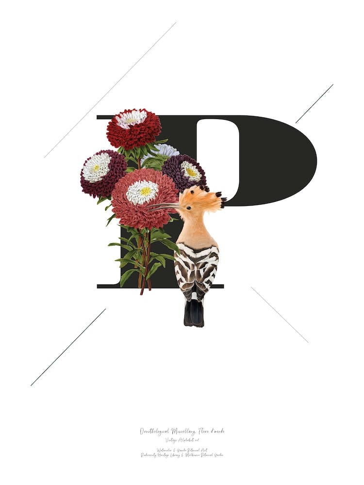 Botanical  Alphabet P