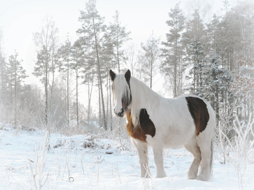 Furry Winter Horse