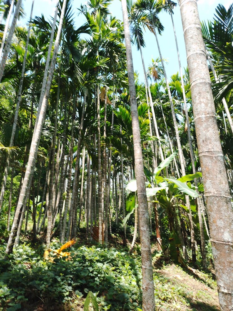 Palm Trees In The Forest