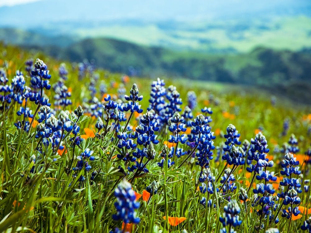 Lupine Mountain Background