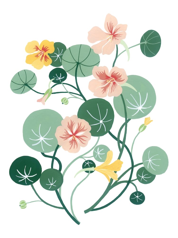 Wild Flower Nasturtium Botanical Painting 1