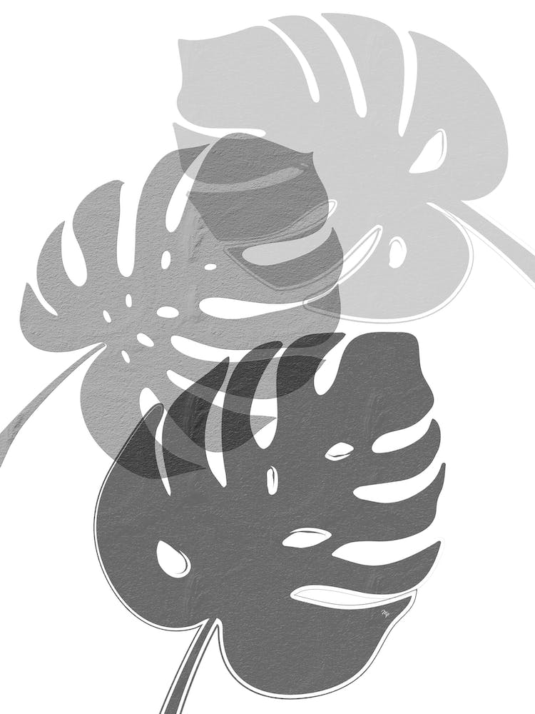 Grey Monstera Leaves