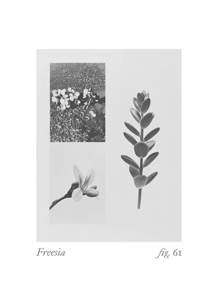 Freesia Botanical Collage 3