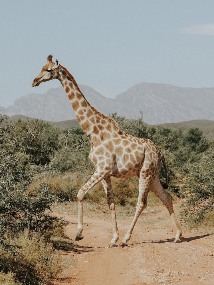 Giraffe In The Wild