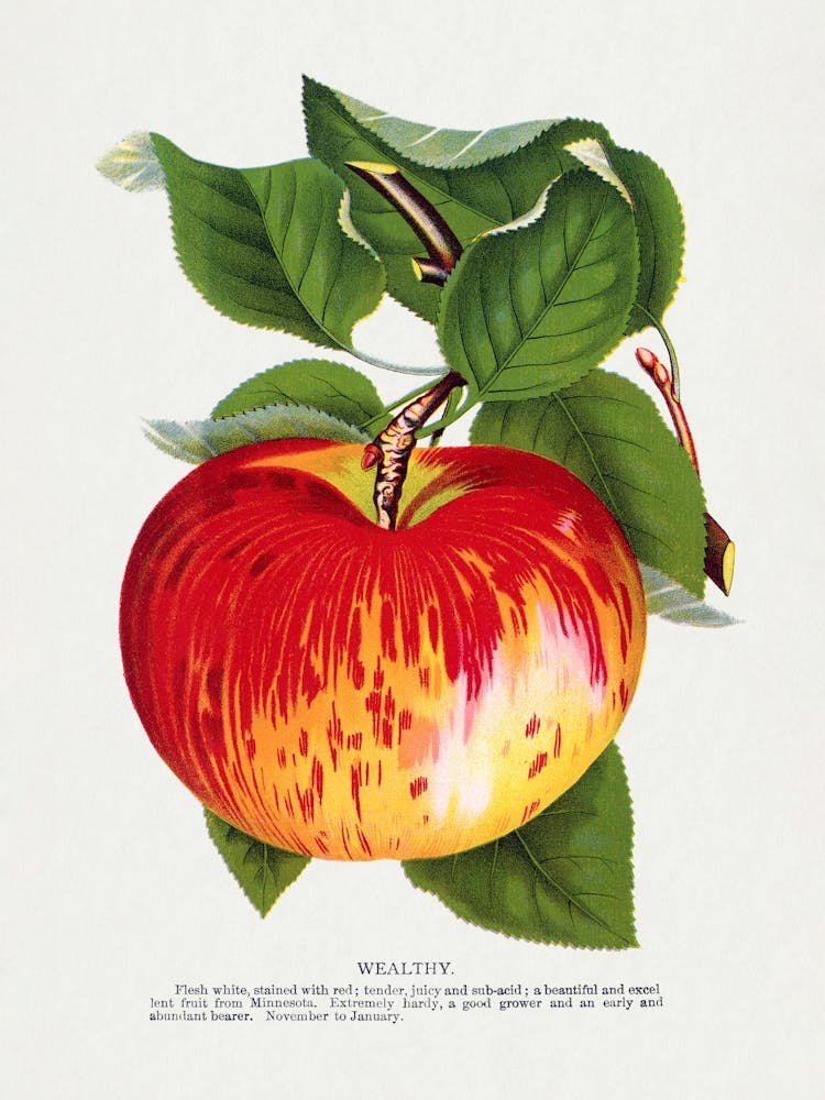 Vintage Botanical Red Apple _2697912
