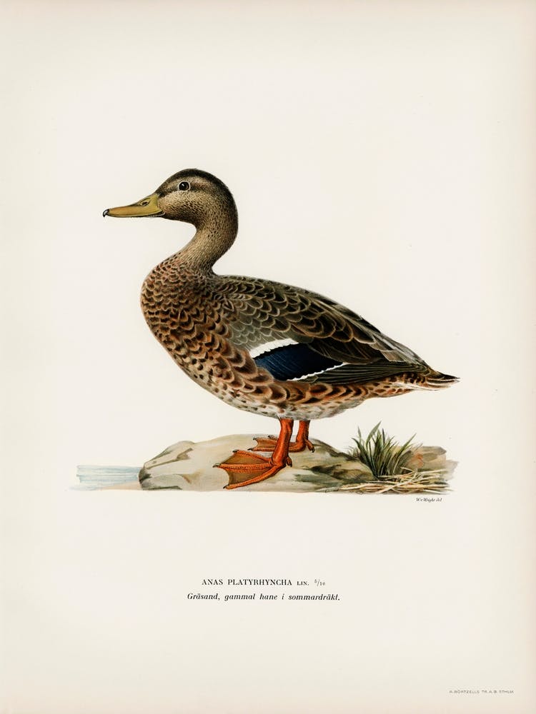 Mallard Female (Anas Platyrhynchos), The Von Wright Brothers