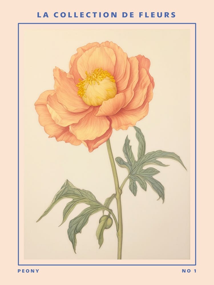 Peony French Flower Botanical Poster