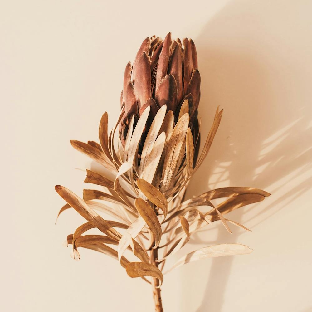 Dried Protea Flower Square