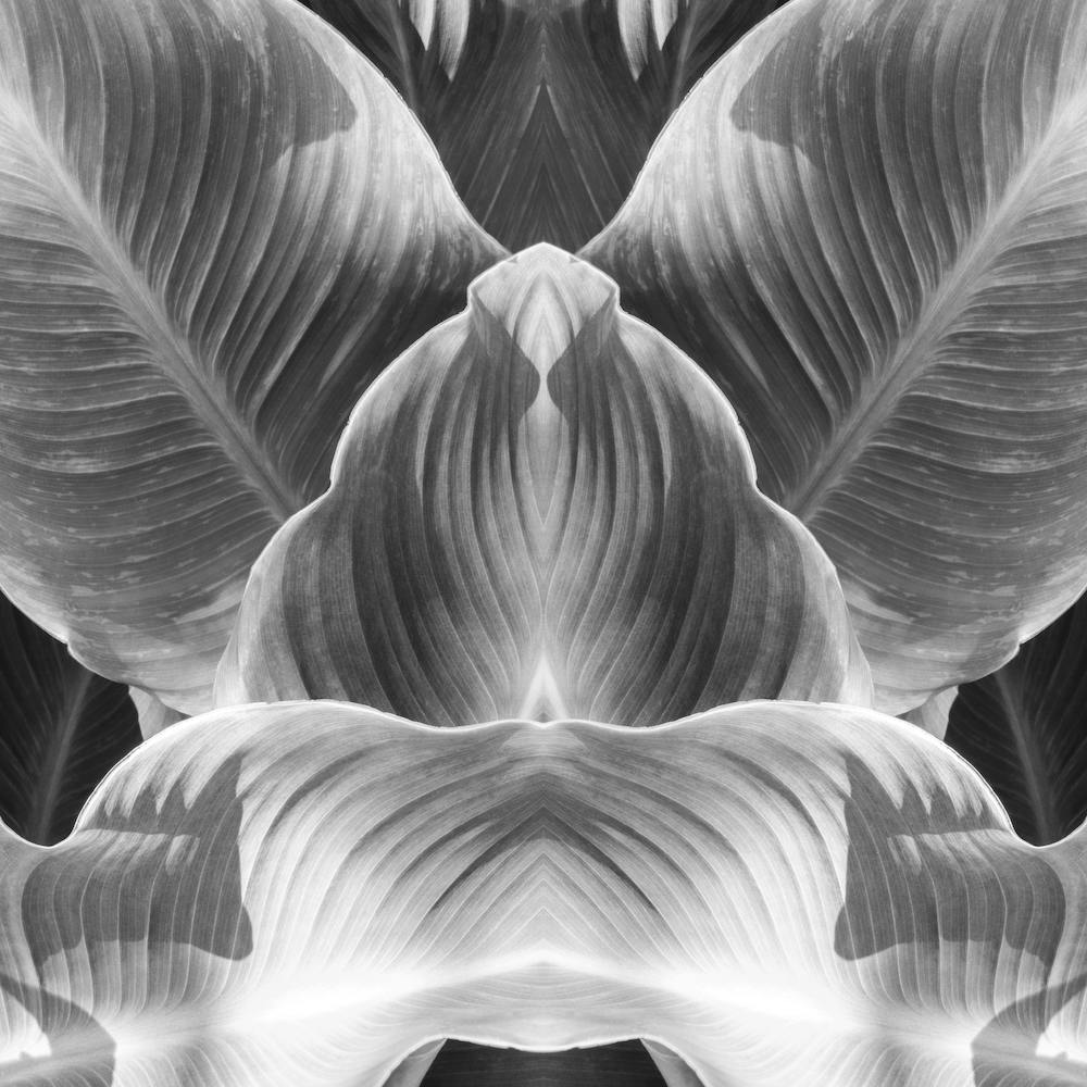 Step By Step Bw