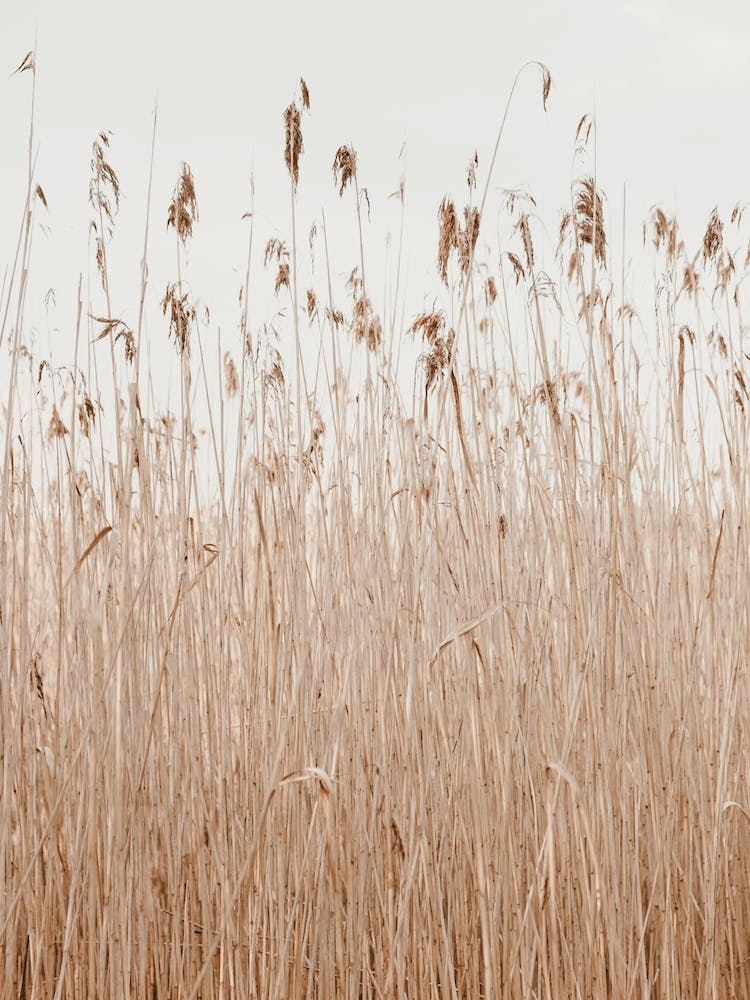 Bohemian Pampas Grass