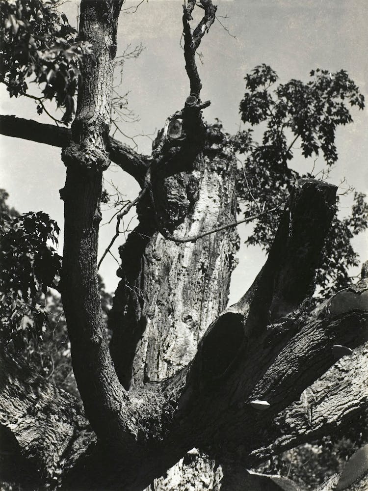 The Old Maple, Lake George (1912–1913), Alfred Stieglitz