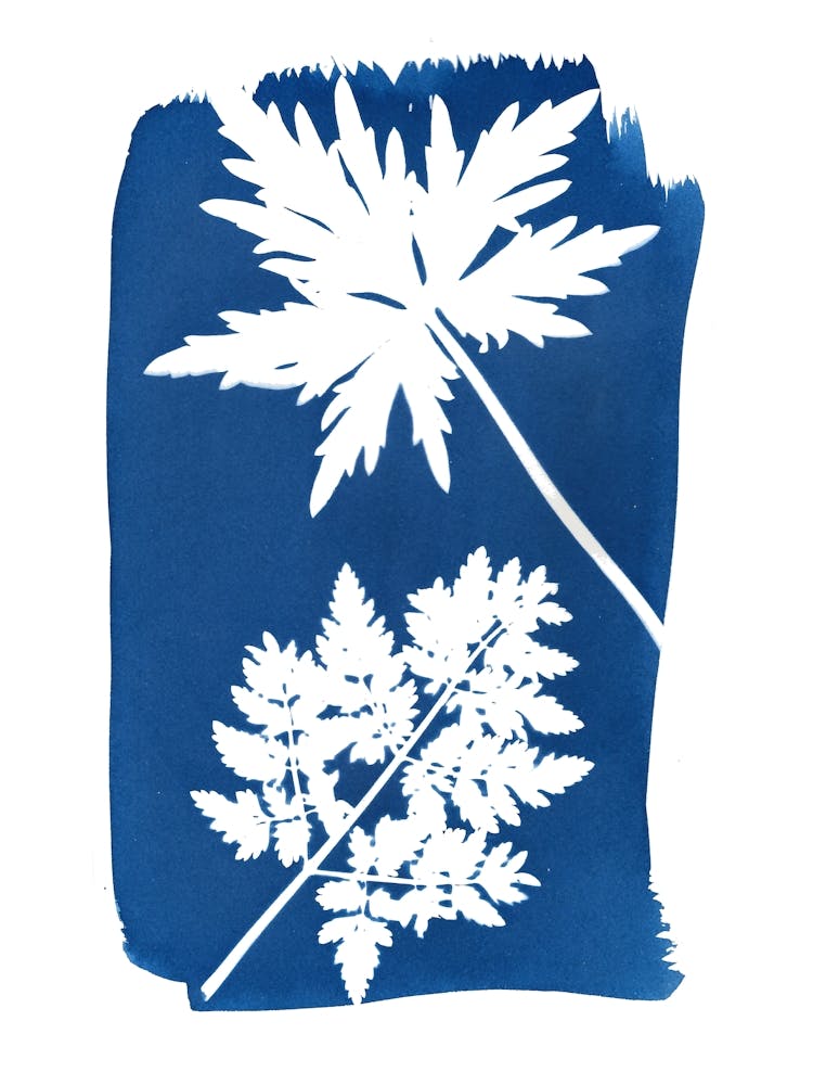 Spring Leaf Shape Cyanotype