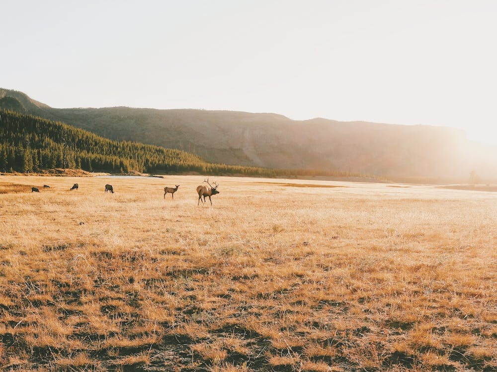 Arizona Elk Meadow