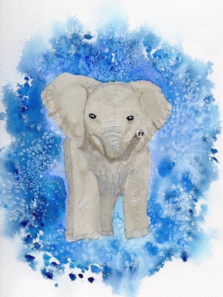 Elephant Splash