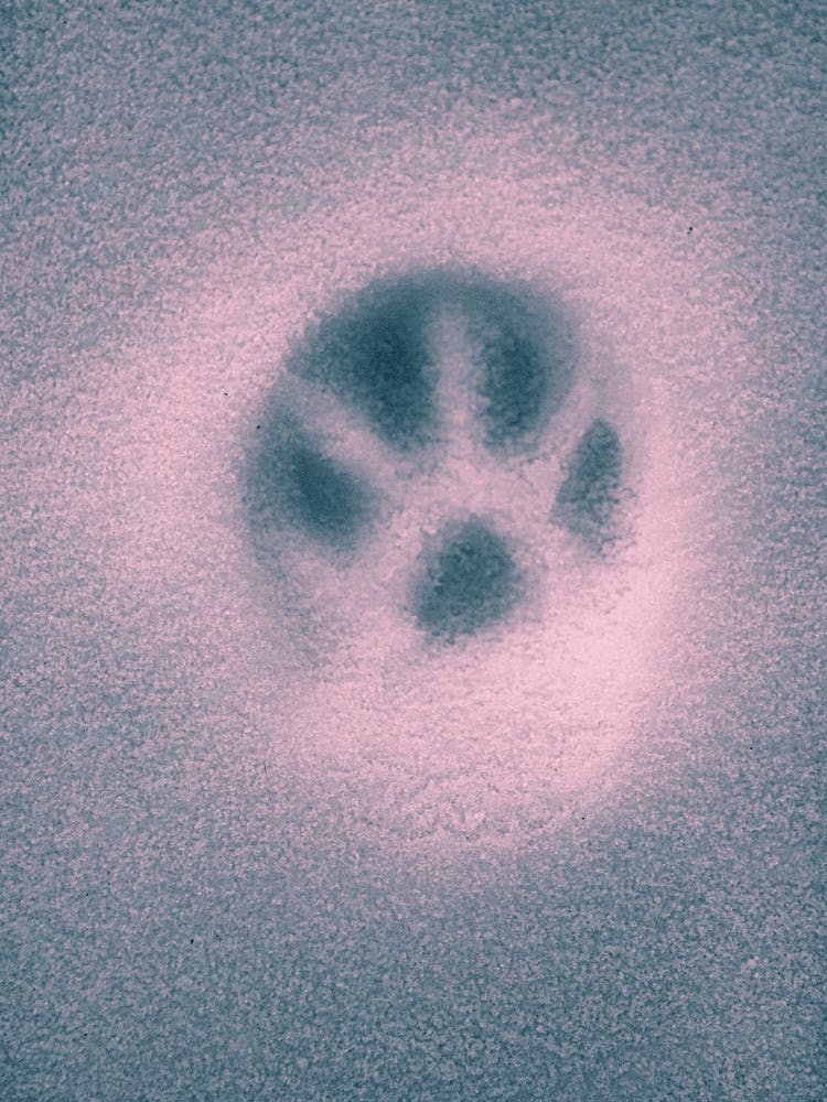 Paw In Pink Snow