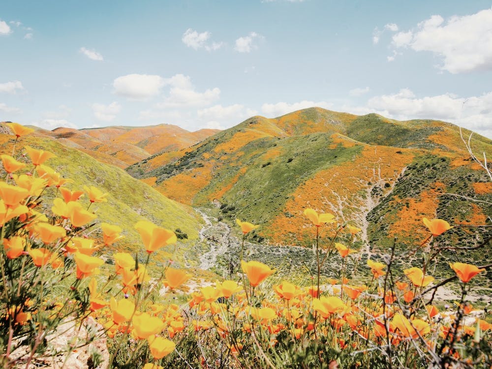 Poppy Wildflower Hills