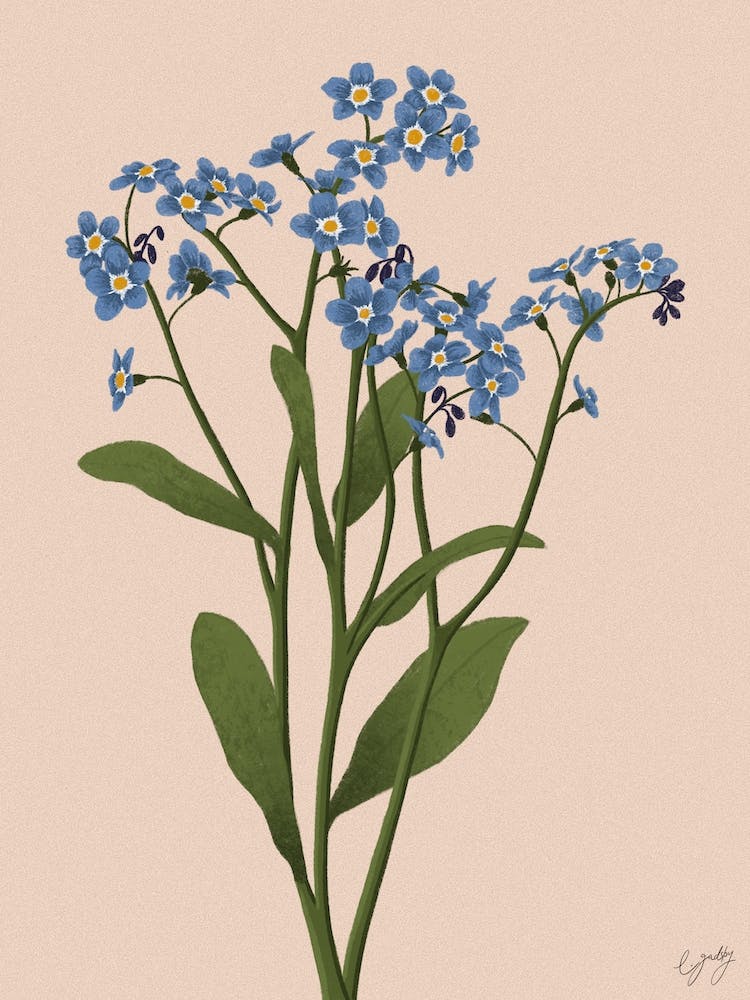 Flower Forget Me Not