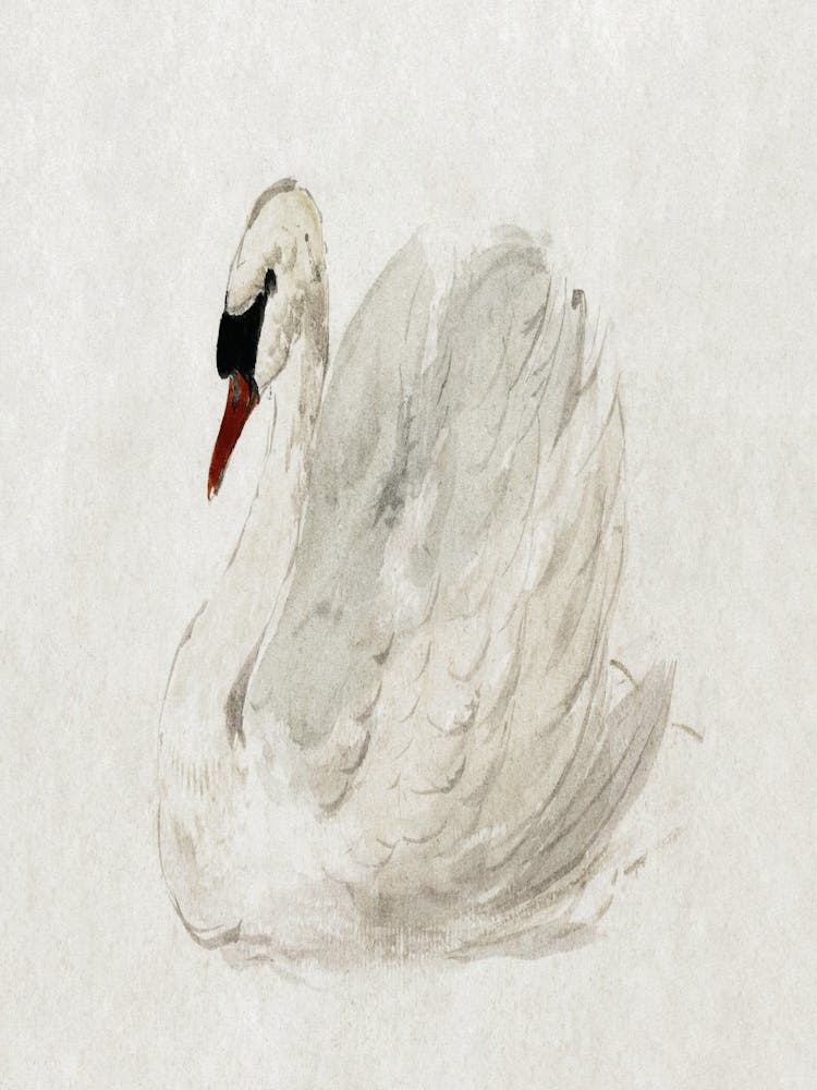 Swan