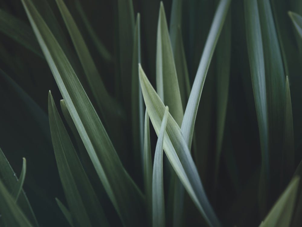 Close Up Of Green Grass