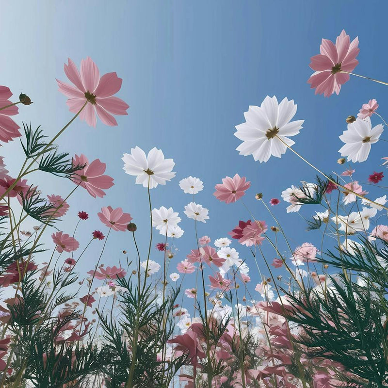 Cosmos 33