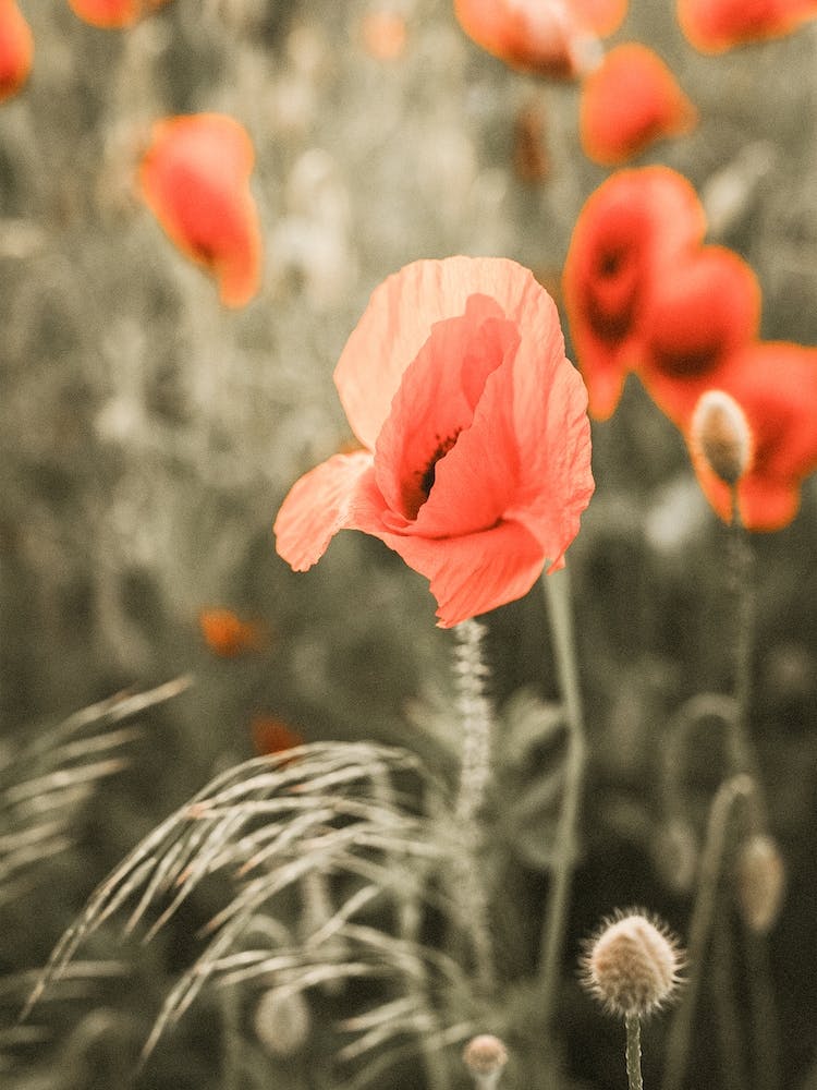 Poppy Flower Plant