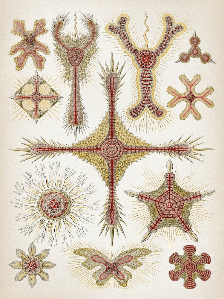 Vintage Haeckel 5 Tafel 11 Scheibenstrahlinge
