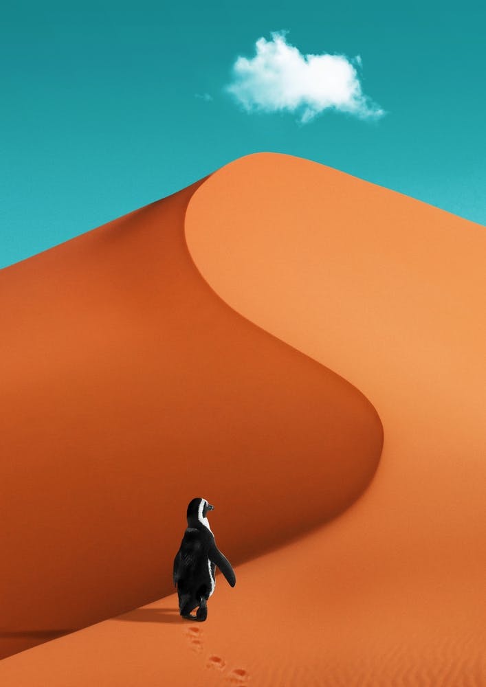 Penguin On Vacation