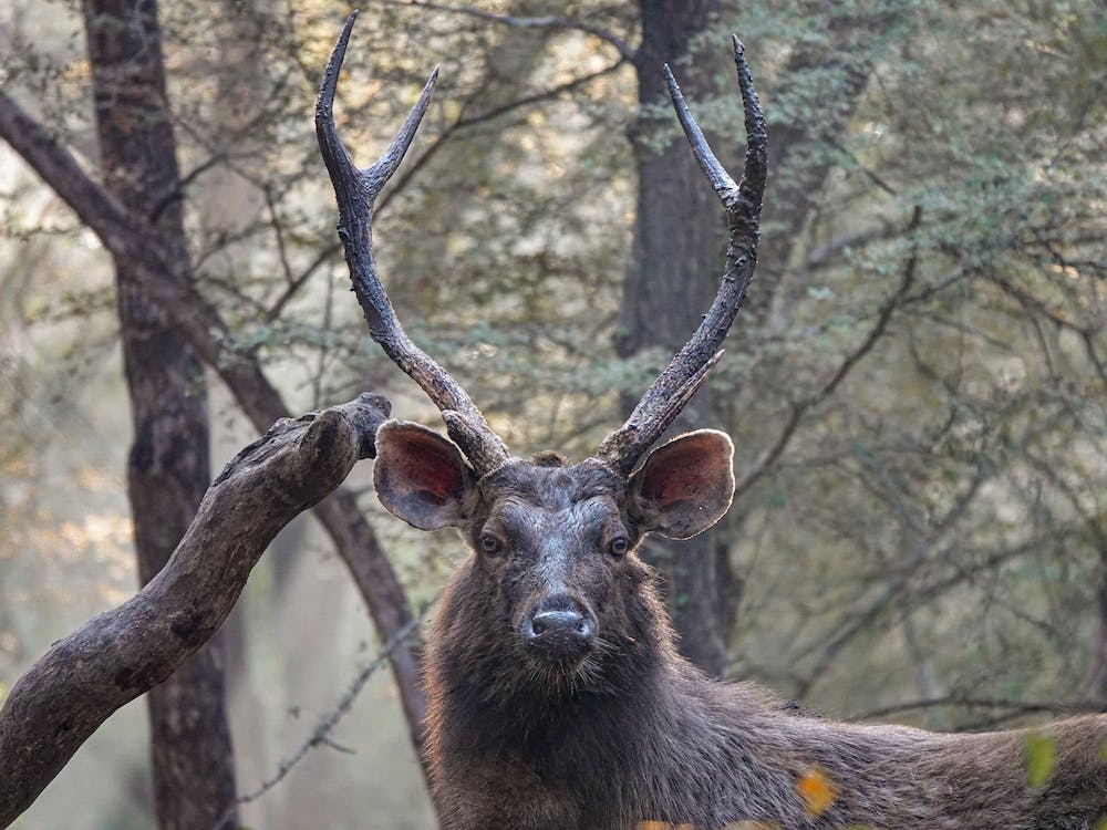 Sambar Deer In The Forest 1