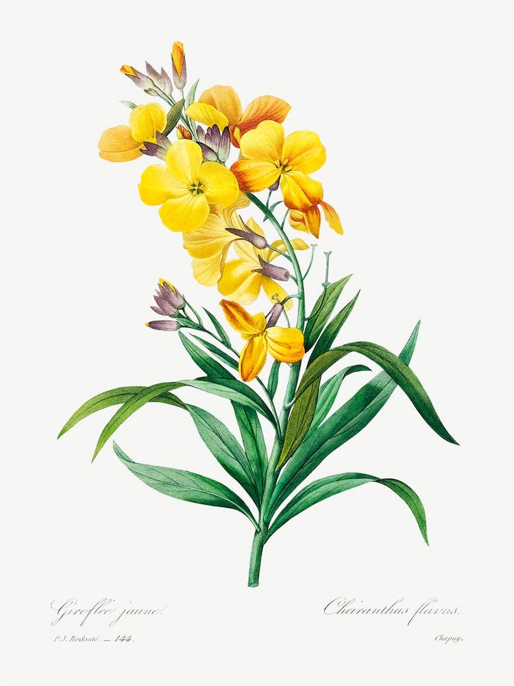 Wallflower, Pierre Joseph Redouté