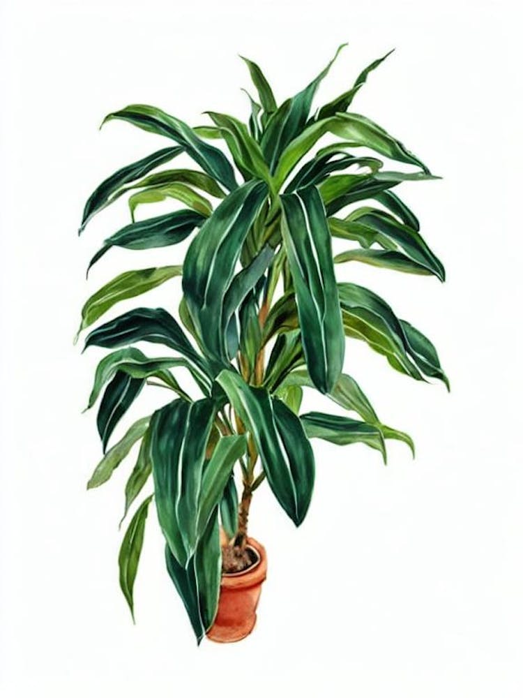 Corn Plant (Dracaena Fragrans) Watercolor