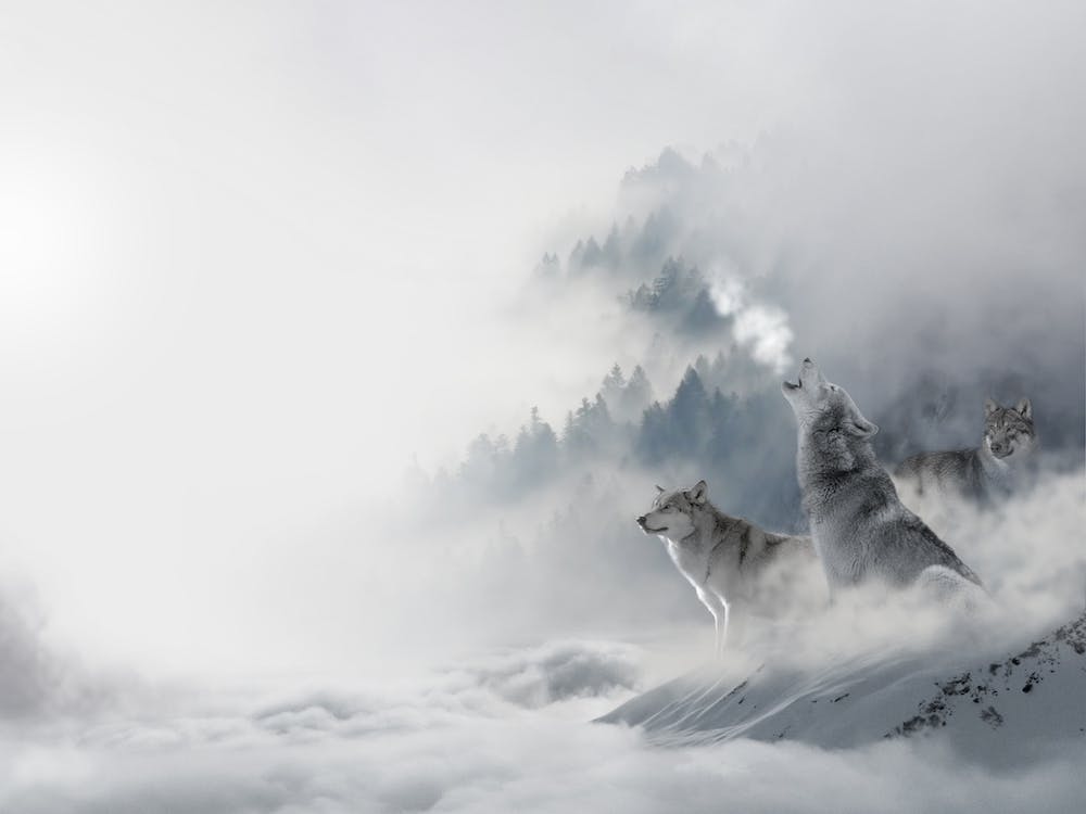 Winter Wolf Fantasy