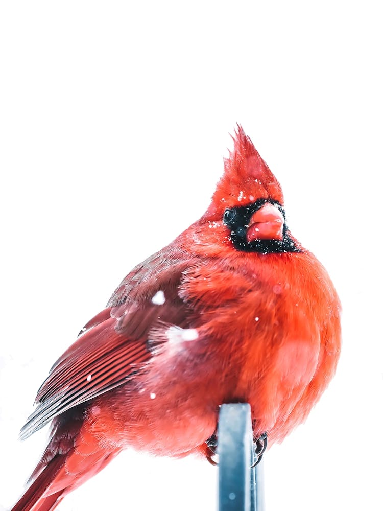 Cardinal In The Snow