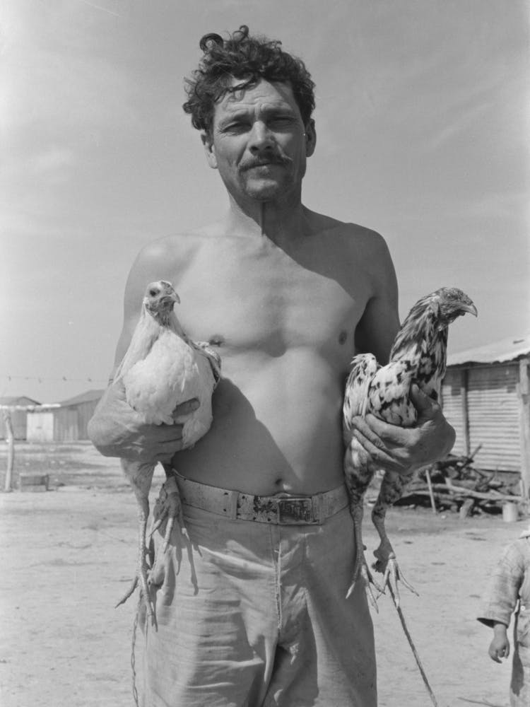 Mexican With His Two Fighting Cocks, Crystal City, Texas By Russell Lee