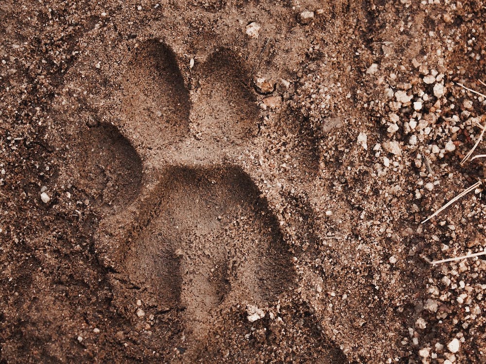 Mountain Lion Footprint