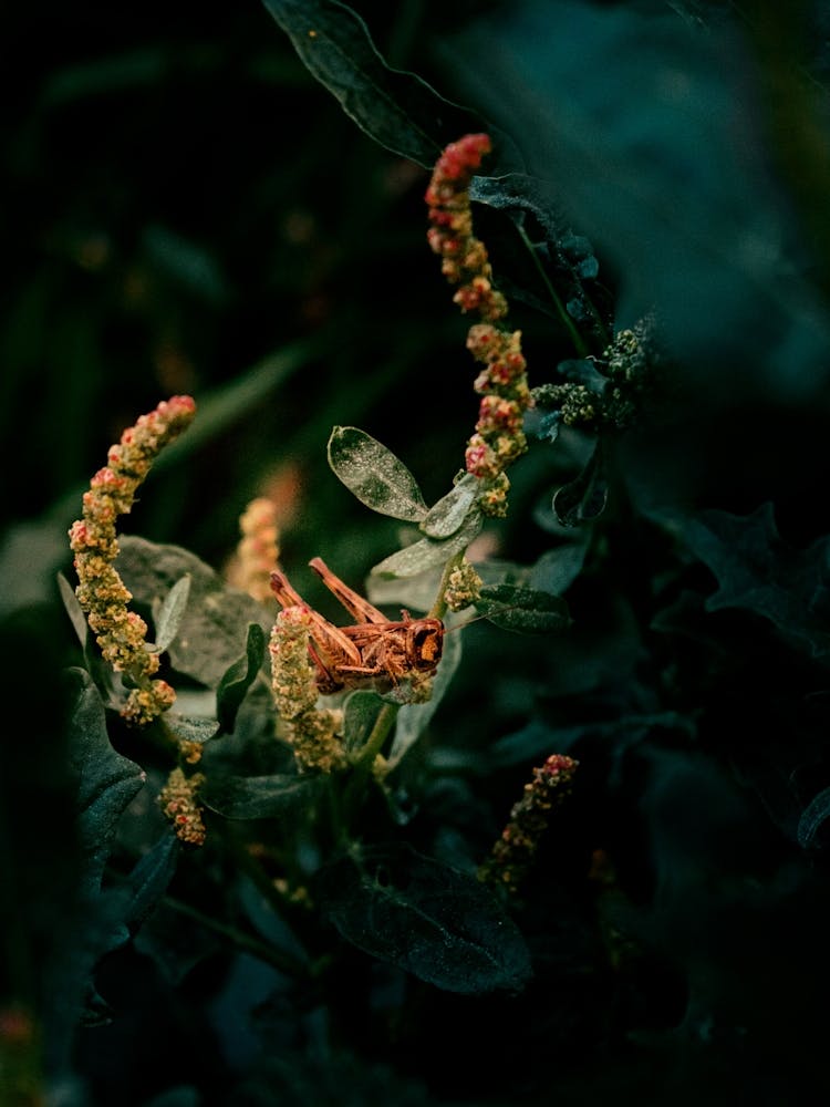 Brown Grasshopper In Green Grass